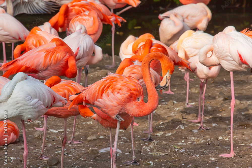 Flock of bright flamingos, animal world background Flock of bright flamingos, animal world background