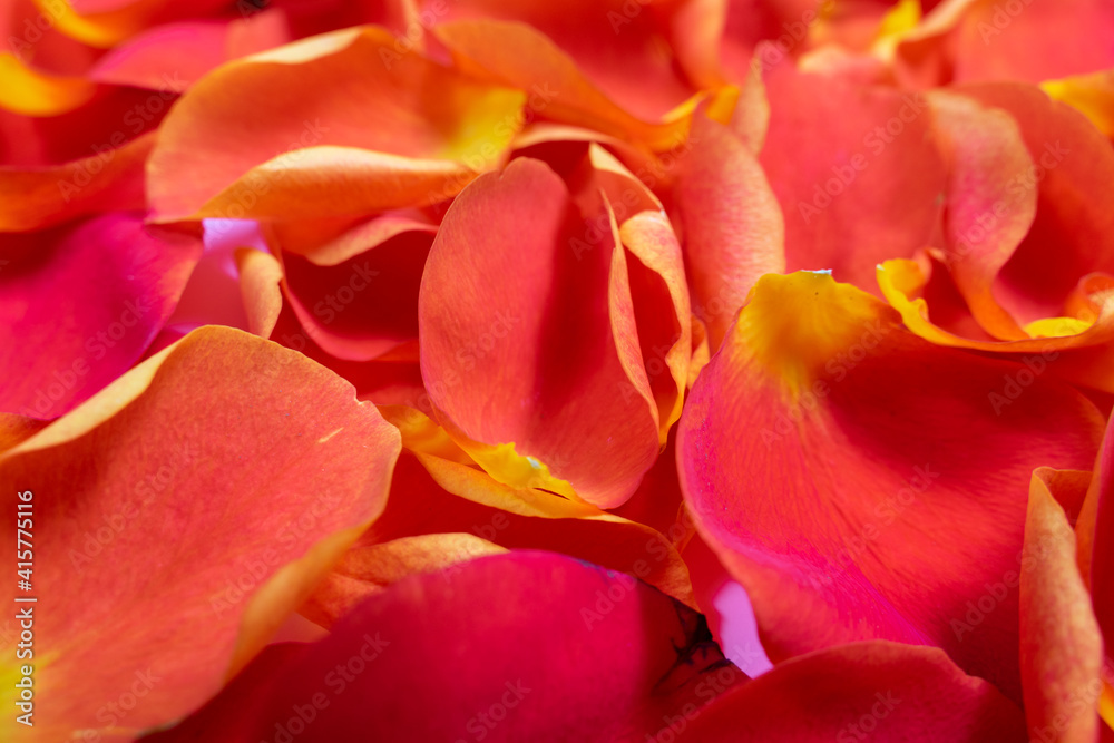 Close up red rose petal background Valentine day Close up red rose petal background Valentine day