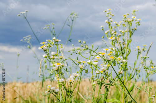 Chamomile flowers on a grassy field in Petrovaradin, Novi Sad, Vojvodina, Serbia  © caocao191