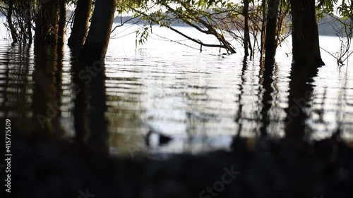 Surface of the lagoon, with trees or plants submerged by the water. Video close up with small waves of water. Light reflections.