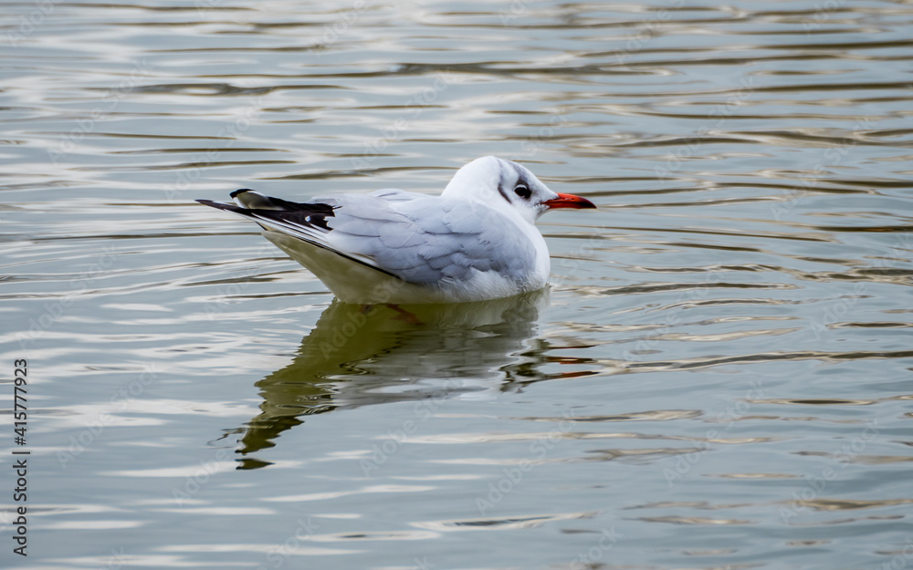 Beautiful gull on lake symmetrically reflected in water Beautiful gull on lake symmetrically reflected in water