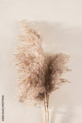 Dry pampas grass on a beige background.