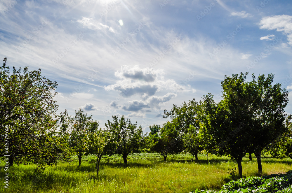 View of arable land and orchard in Petrovaradin, Novi Sad, Vojvodina, Serbia 