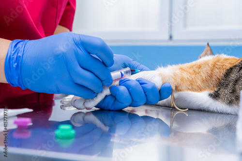 Veterinarian drawing blood from a cat