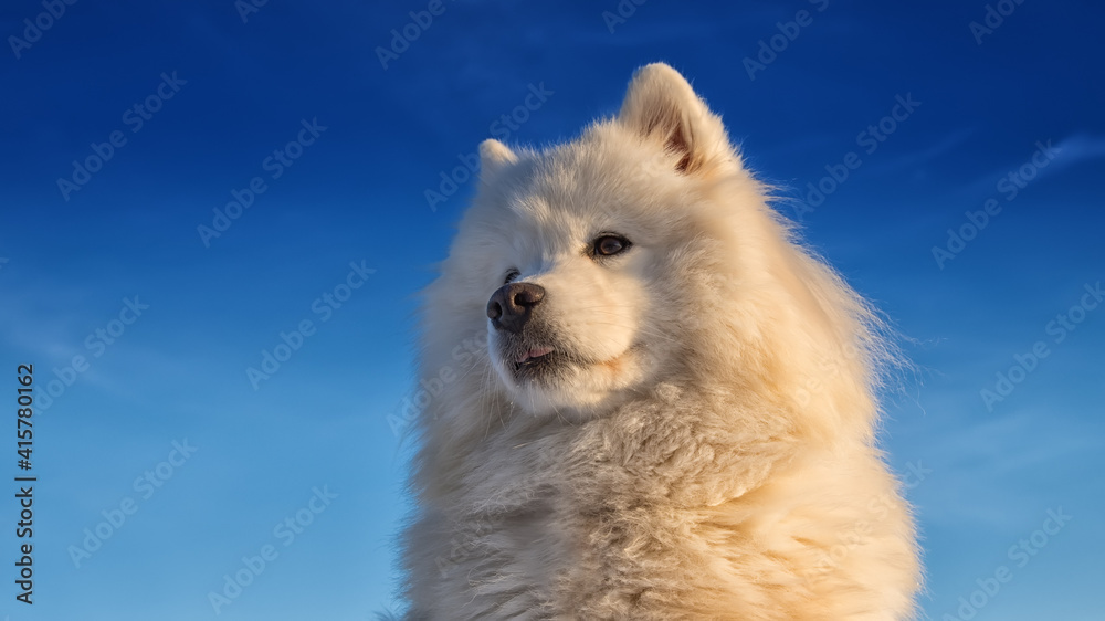 Fototapeta premium Samoyed dog portrait against the blue sky