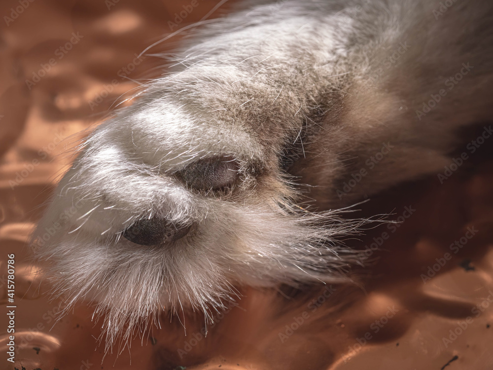A close up fluffy paw shot of a Siberian cat
