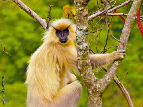 Golden Langur photo