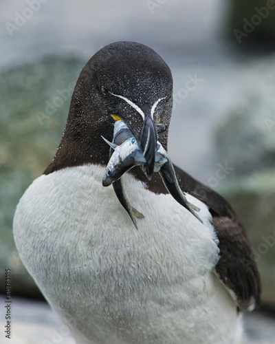 Obraz na plátně Razorbill with food