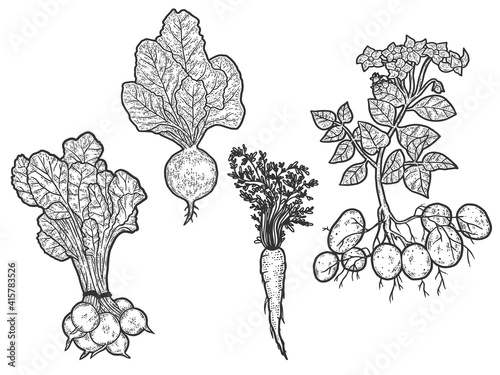 Set of vegetables. From root to green top. Sketch scratch board imitation.