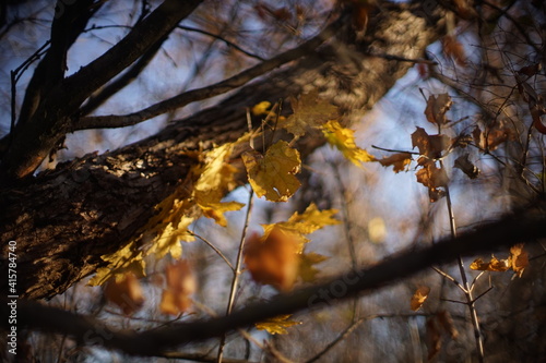 Old autumn yellow maple leaves on a branches in the sunny forest. Blurred background, art focus © Omega