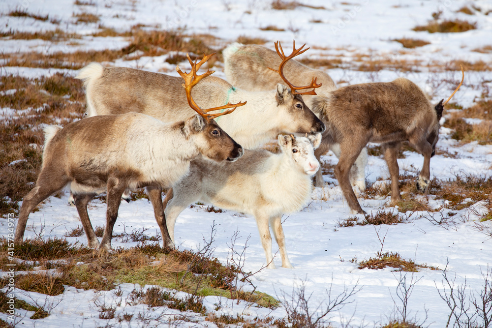 Reindeer on winter pasture - Location Helgeland coast,Helgeland,Nordland county,Norway,scandinavia,Europe