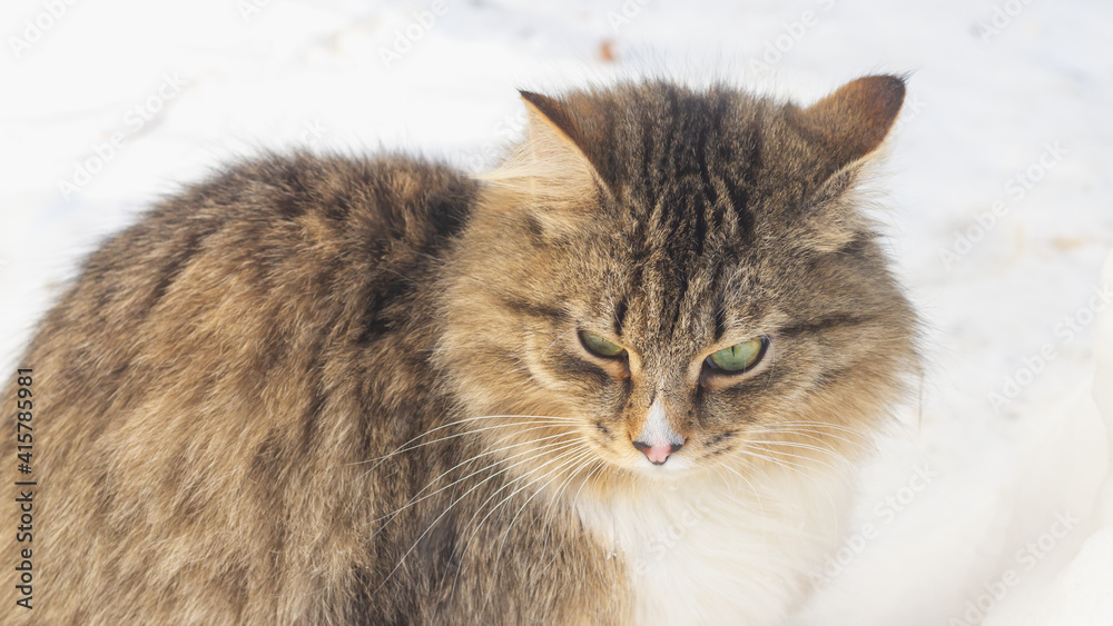 A stray cat froze on the street in winter