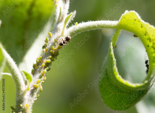Colony of aphids on the tree stem. Plant illness. Close up.