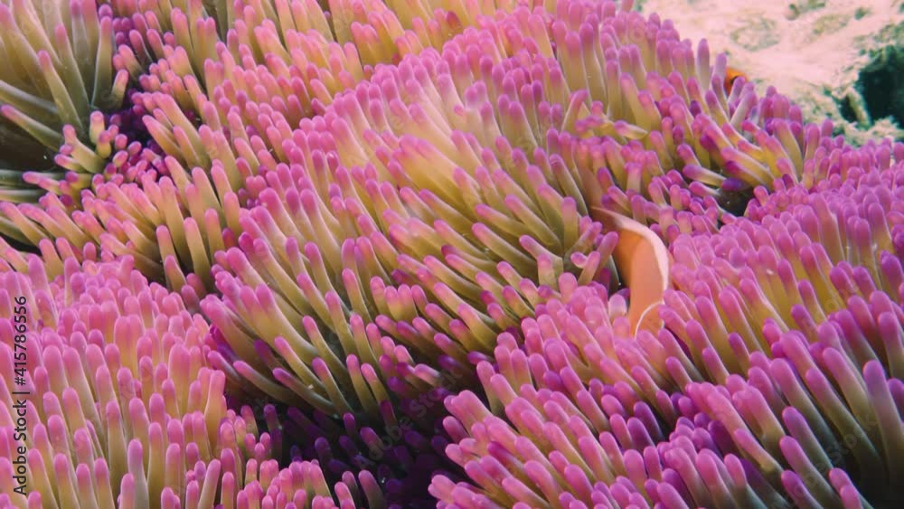 Underwater, Pink Anemone and skunk clown fish on Great Barrier Reef Tourism. Underwater, Pink Anemone and skunk clown fish on Great Barrier Reef Tourism.