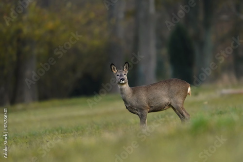 roe deer on the medow. Capreolus capreolus. Wildlife scene from czech republic.