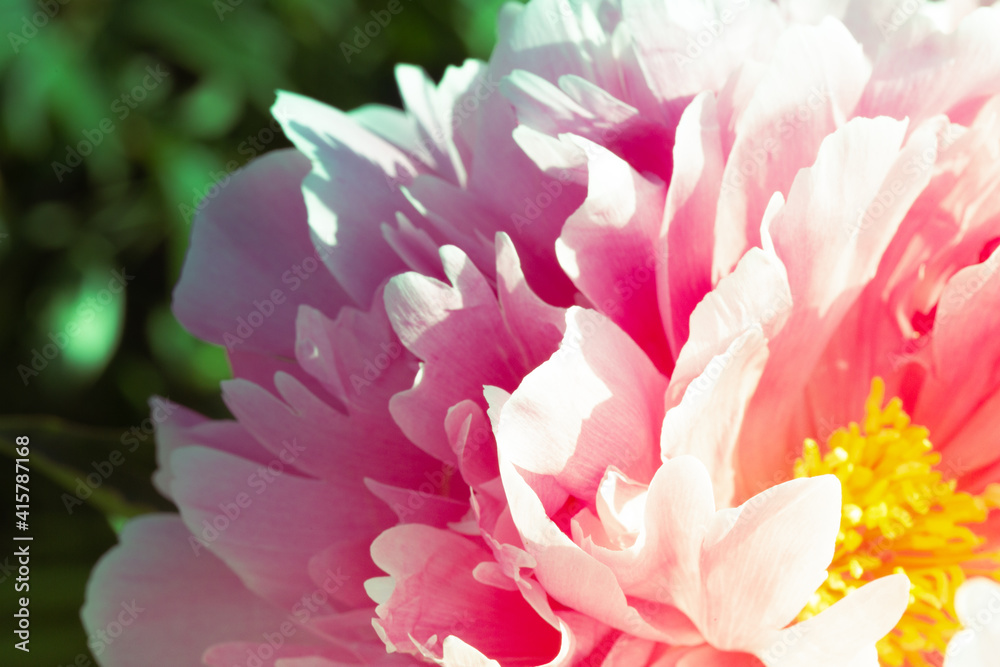 Pink pion petal background. Peony plant. Springtime. Vintage close up. Sunlight.