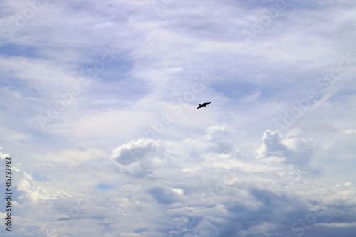 鳥と雲