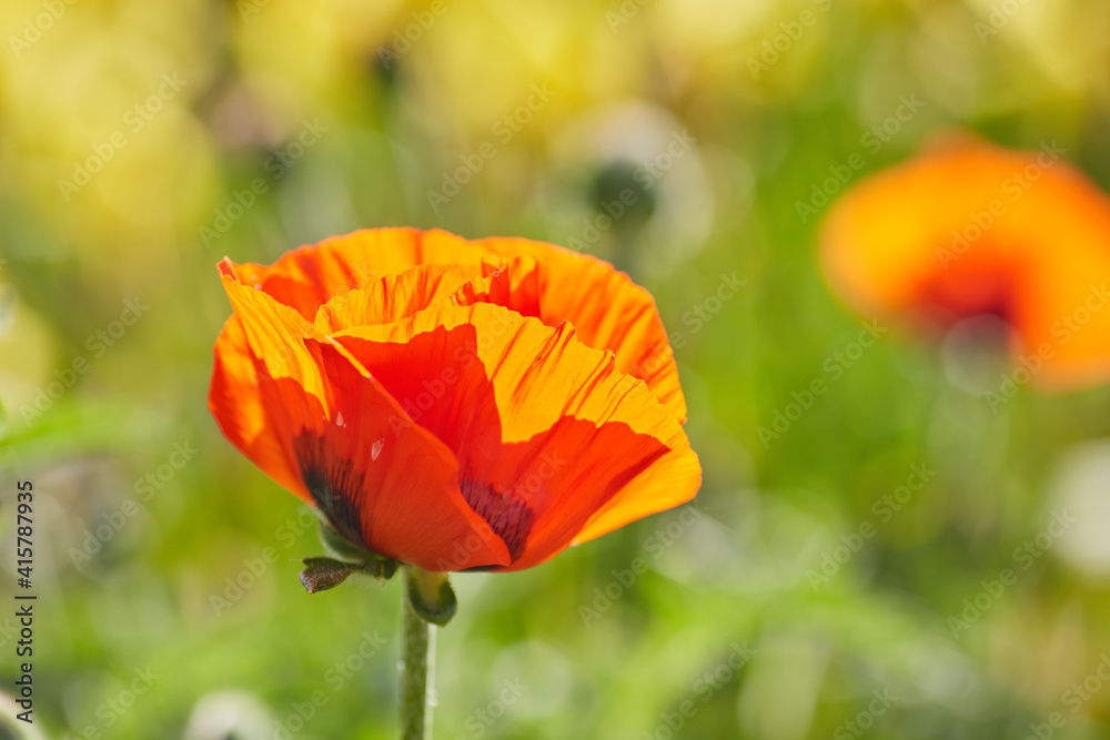 Macro photo nature flowers blooming poppies. Background texture of red poppies flowers. Macro photo nature flowers blooming poppies. Background texture of red poppies flowers.