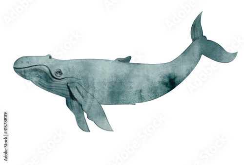 Watercolor illustration of the whale