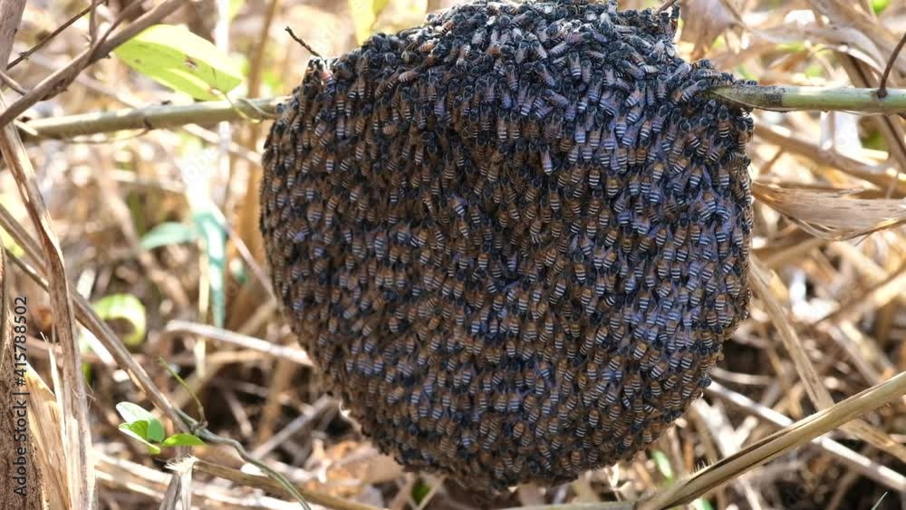 Mim or small bees that nest on branches in the forest.Close up Mim or small bees that nest on branches in the forest.Close up