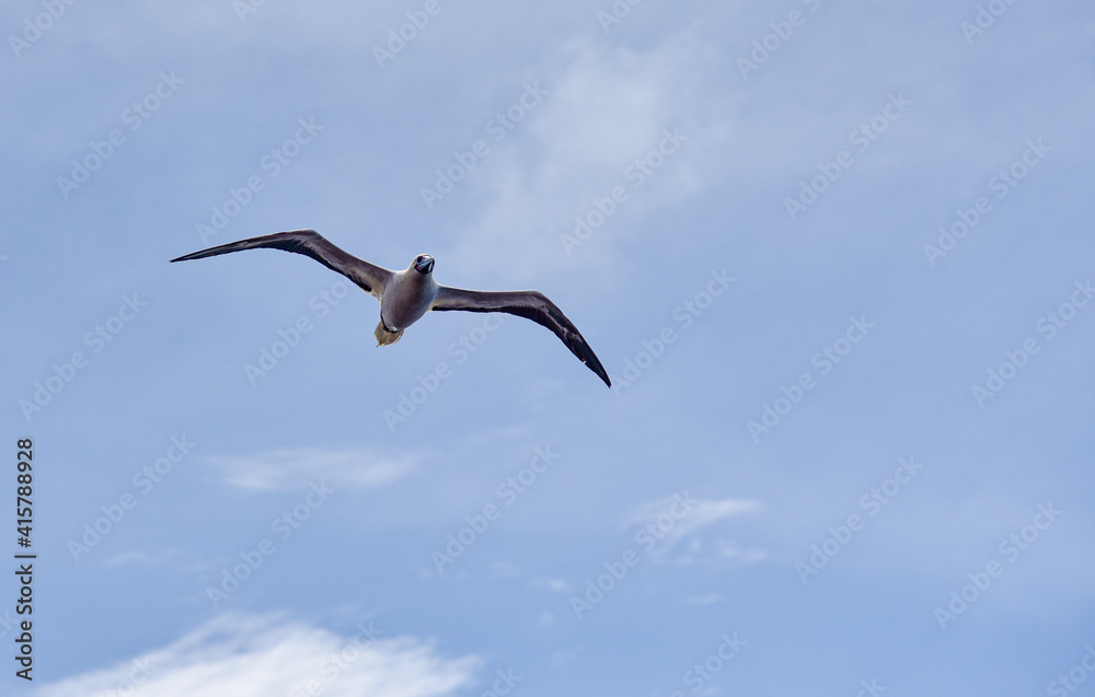 Seabird Masked, Blue-faced Booby (Sula dactylatra) flying over the blue and calm ocean. Seabird is hunting for flying fish jumping out of the water. Seabird Masked, Blue-faced Booby (Sula dactylatra) flying over the blue and calm ocean. Seabird is hunting for flying fish jumping out of the water.