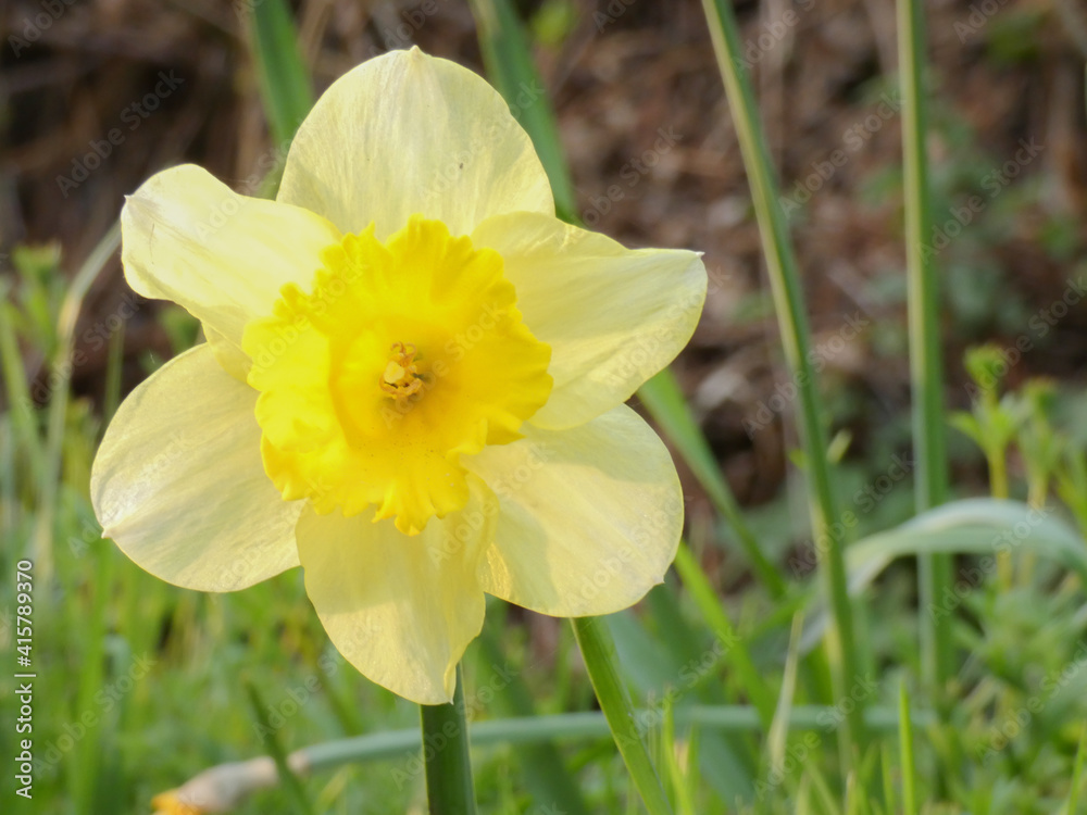 daffodils in the garden daffodils in the garden