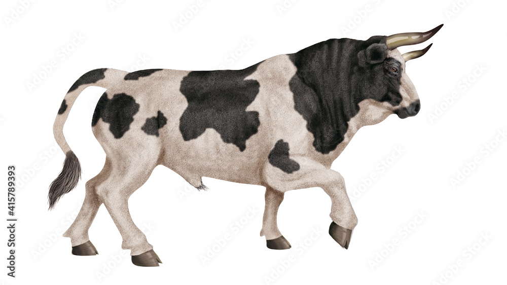taureau, corne, tauromachie, mammifère, noir et blanc, vache, sauvage, faune, bétail, ferme, fond blanc, brun, nature, mollet, debout, agriculture, fourrure, taureau, corne, tauromachie, mammifère, noir et blanc, vache, sauvage, faune, bétail, ferme, fond blanc, brun, nature, mollet, debout, agriculture, fourrure,