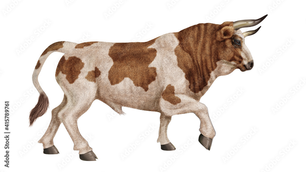 taureau, corne, tauromachie, mammifère, roux et blanc, vache, sauvage ...