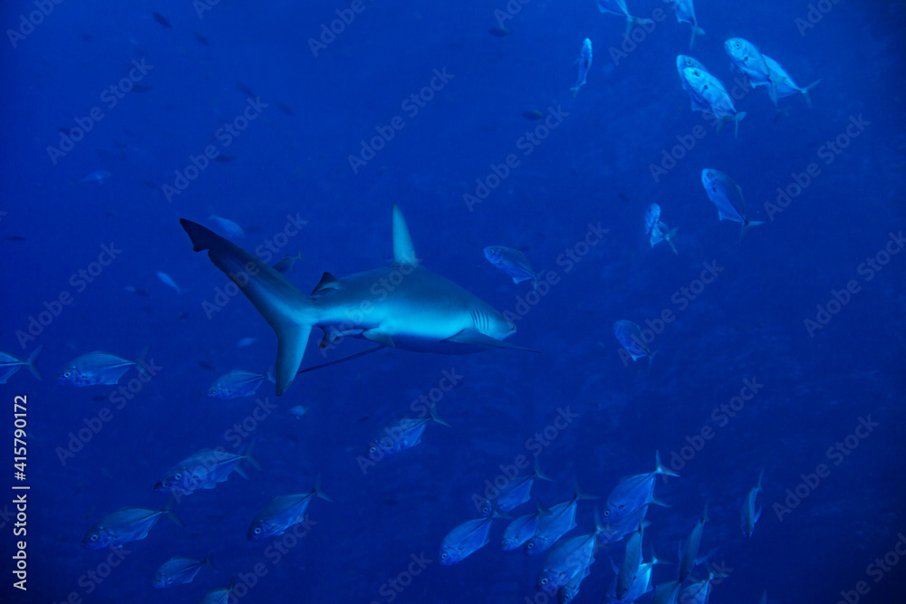 Galapagos or requiem shark, swim in the school of small fishes deep underwater