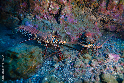 Side photo of two lobsters on the Pacific ocean floor fighting with each other