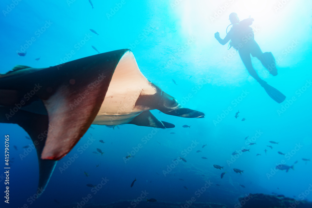 Side photo of beautiful Manta ray in the sunlight swimming near diver