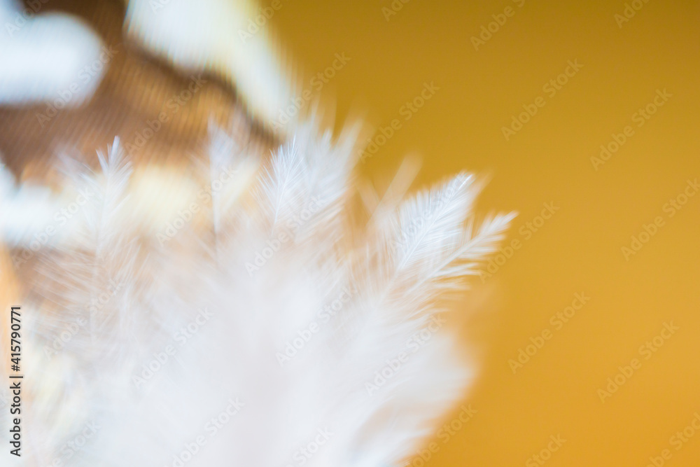 Feather under microscope, macro photography, birds Feather under microscope, macro photography, birds