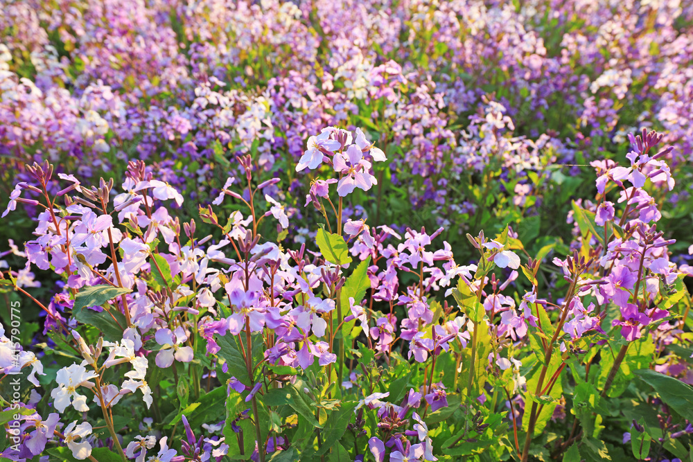 Fototapeta premium Orchids bloom in the park in February, North China