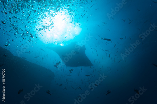 Front photo of beautiful Manta ray in the school of fishes in the sunlight swimming underwater