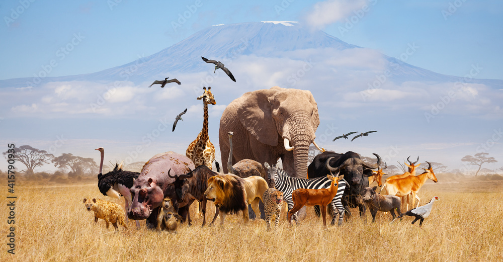 Group of many African animals giraffe, lion, elephant, monkey and others stand together in with Kilimanjaro mountain on background
