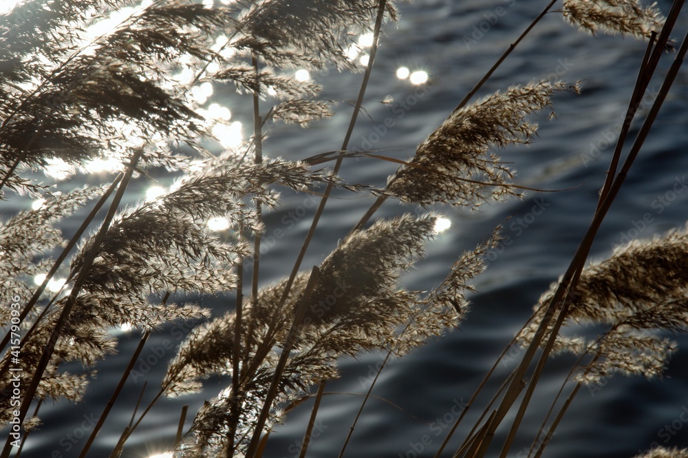 Obraz premium reed plumes at the end of winter on a river bank