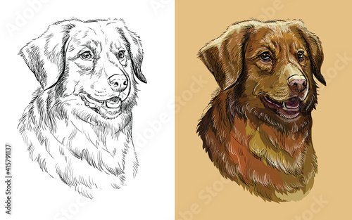 Vector illustration portrait of dog Nova Scotia Duck Tolling Retriever
