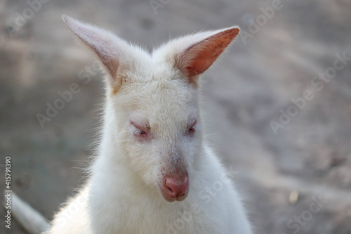 Closeup of a Red-necked Wallaby white albino female  kangaroo  Macropus rufogriseus 