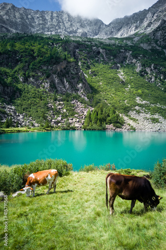 Two cows greasing on fresh and tasty green grass in Alpine mountains at turquoise Aviolo lake in Adamello park, Italy.