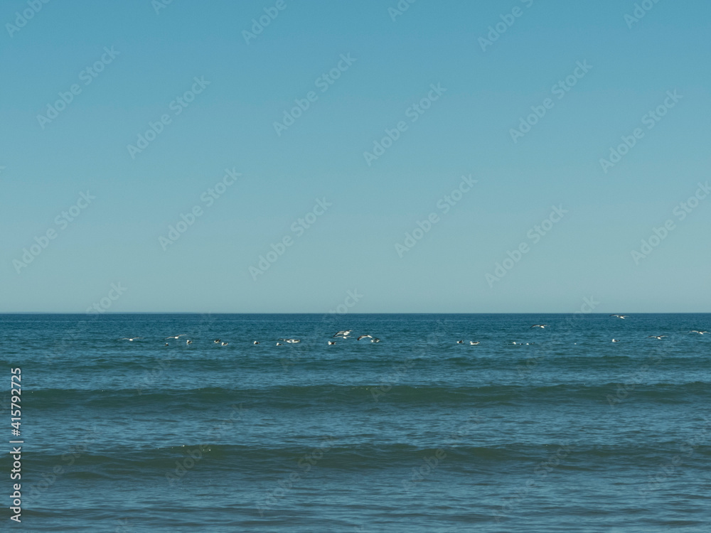 Gaviotas sobrevolando el mar