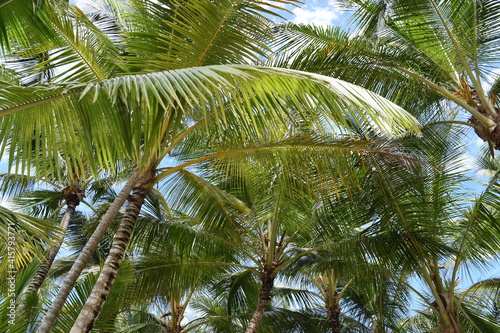 Palmeras en una playa en el Mar Caribe. Punta Cana. Isla Saona