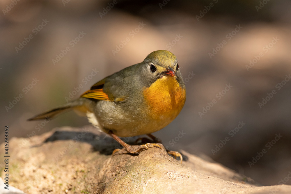 Obraz premium Red-billed leiothrix 