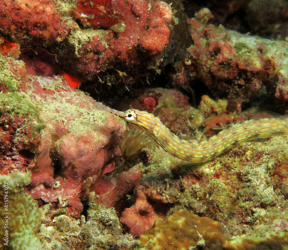 A Schultz pipefish on corals Panagsama beach Cebu Philippines A Schultz pipefish on corals Panagsama beach Cebu Philippines