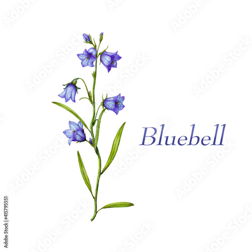 Hand drawn botanical illustration of bluebell