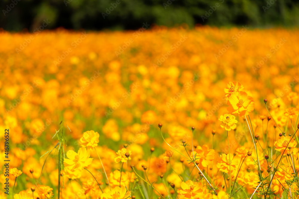 Beautiful yellow color cosmos (Cosmos sulphureus) flower field background Beautiful yellow color cosmos (Cosmos sulphureus) flower field background