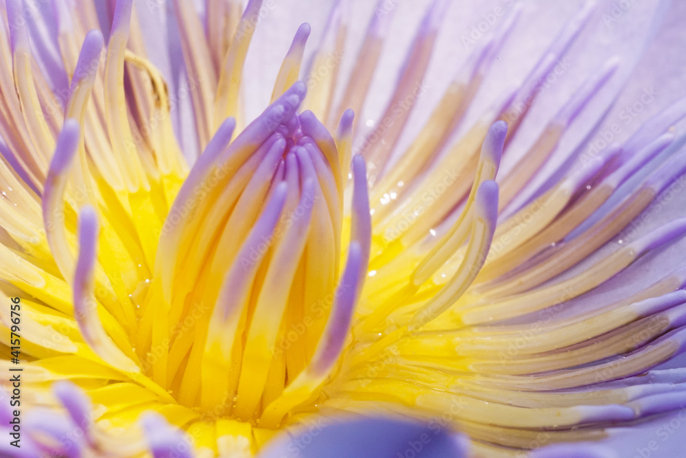 Macro image closed up blossom waterlily pollen beautiful yellow, insect free