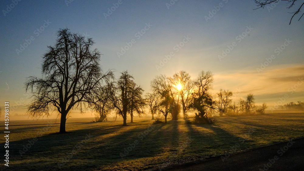 Bäume mit langen Schatten in der Morgensonne im Frühnebel Bäume mit langen Schatten in der Morgensonne im Frühnebel