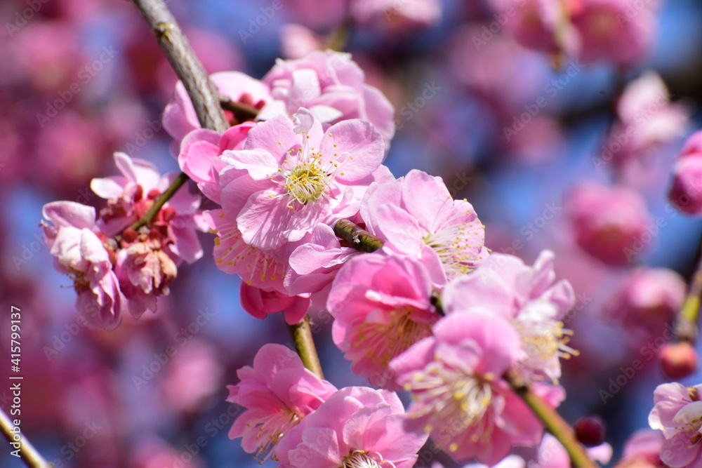 Ume Ume