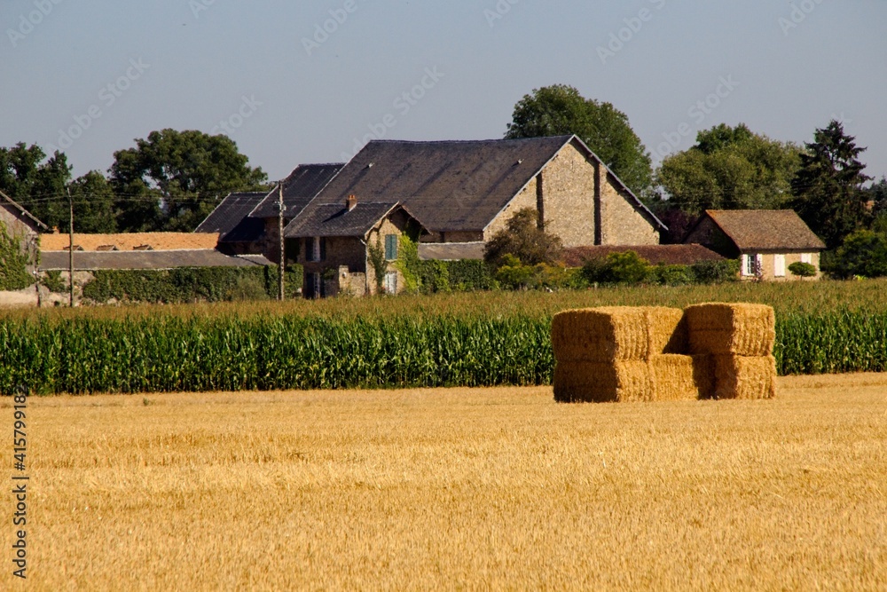 Fototapeta premium wheat field in the countryside
