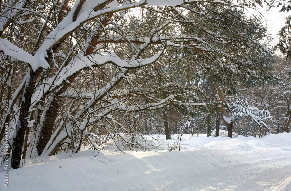 Winter road in a snowy forest in sunlight